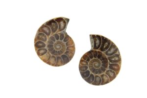 COPPIA DI CONCHIGLIE FOSSILI. COD. FOSSILE